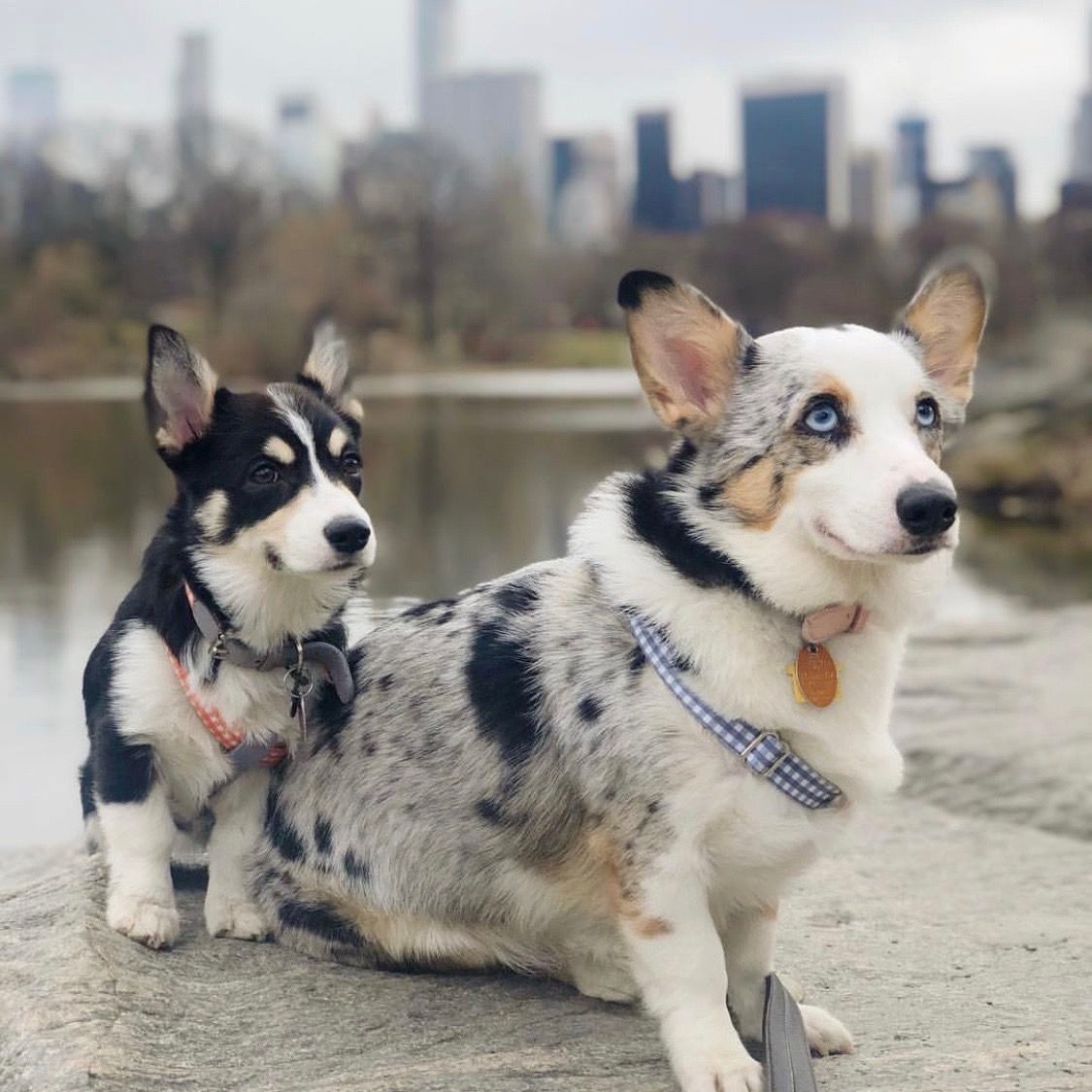 Ring Dog Harness Clara Check