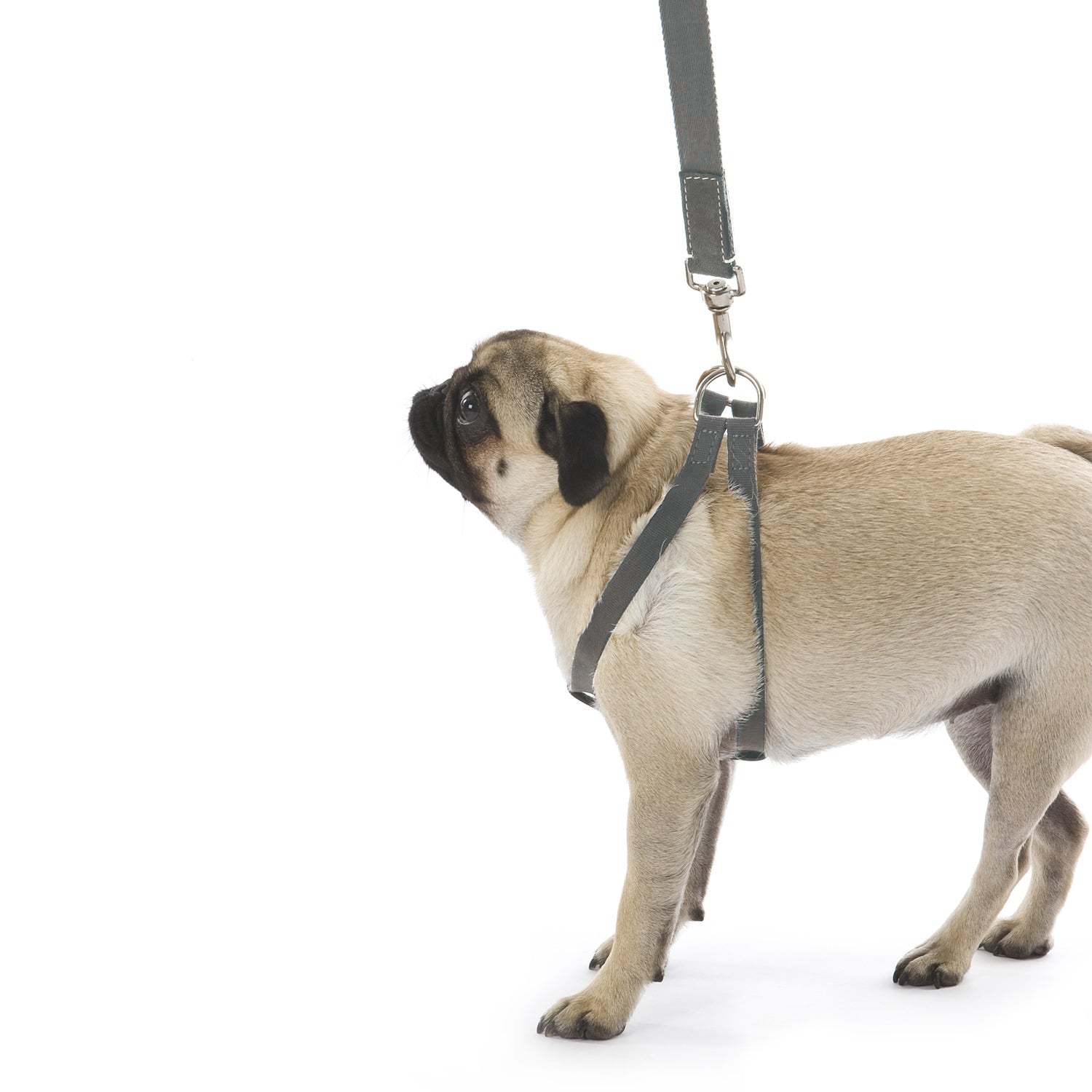 Ring Dog Harness