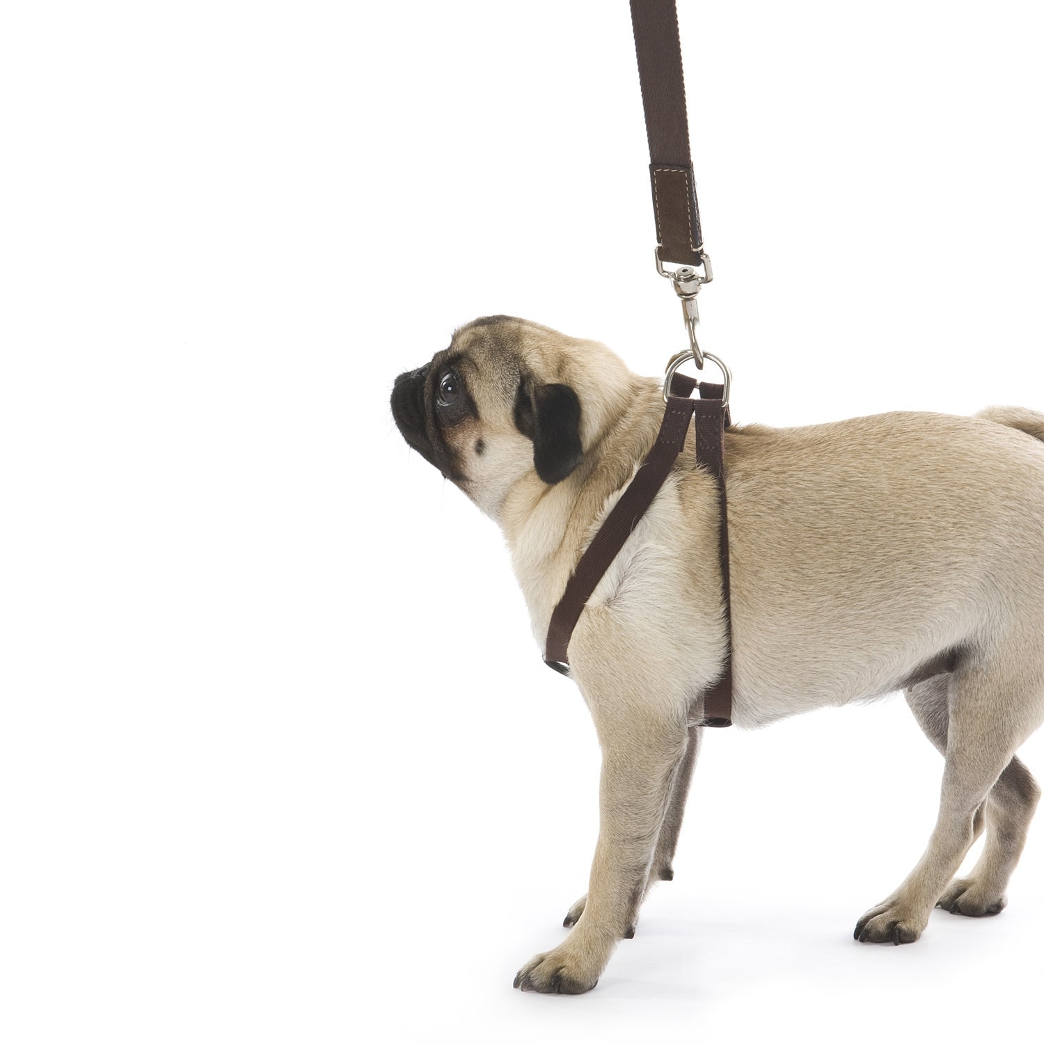 Ring Dog Harness